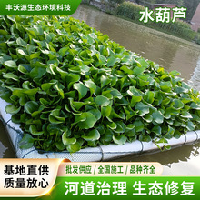 ˮ���J����~�����˽���سнӸ��Nˮ��ֲ���ˮ���^����ͦˮֲ��