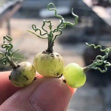 㺣[̩Ϻ[Ornithogalum sardienii ȫǽqë