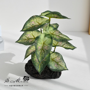 ʯ�^�����Gֲ�辰�Ҿ��҃Ȅ����b�Ʒ�͏d�[���zӰ��������Gֲ