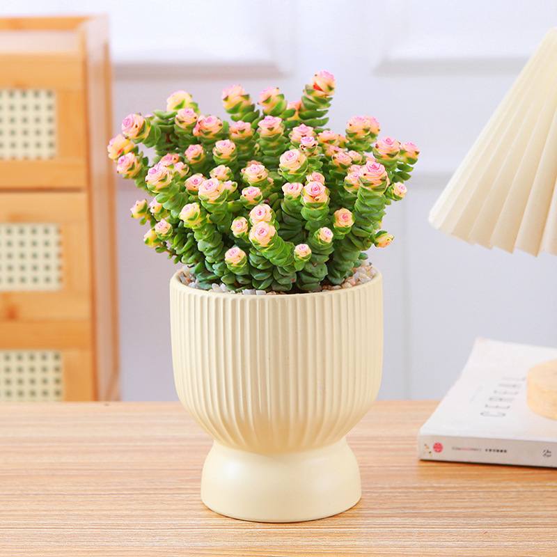 Succulent Potted Money String Plant Desktop Easy to Grow Foliage Florals Hoshitome Succulent Combination Balcony Easy to Feed