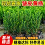 皱皮小叶新手耐晒黄杨苗