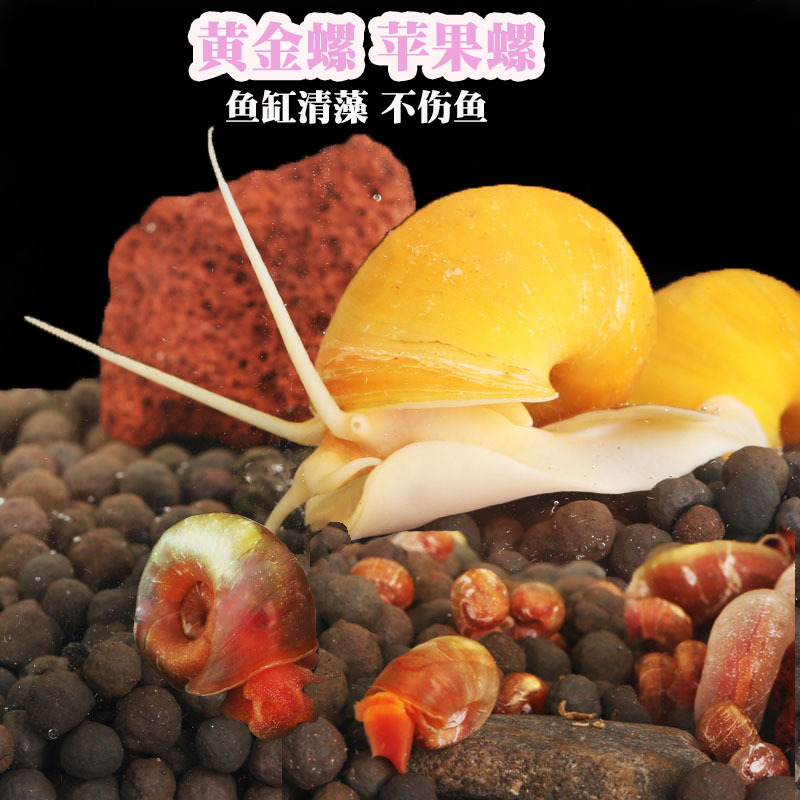 黄金螺苹果螺鱼缸除藻螺观赏螺清洁吃藻螺吃粪淡水好养冷水工具螺