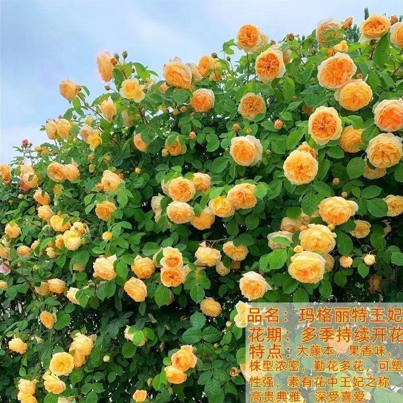 Flores de gran pila de rosas de rosa de temporada vieja, plantas de patio fragrantes, flores de balcón, flores de flores de rosa de rosa en todas las estaciones image 25