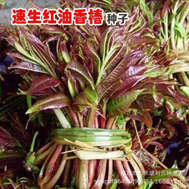 香椿种子红油香椿种子高产四季食用香椿树种子庭院阳台红香椿种籽