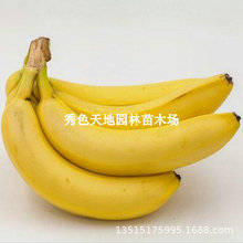 香蕉苗树苗矮化蕉威廉斯B6高产中蕉9号香蕉南方果树苗带土带叶