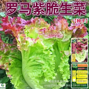 �_�R�ϴ���ɫ���˷N�������������������ɳ����ԭ�b�߲˷N�Ӵ�ȫ