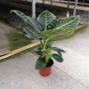 [Base directly batch] Net red plant emperor green pot planting purifience air -resistant transportation green plant can export multiple specifications