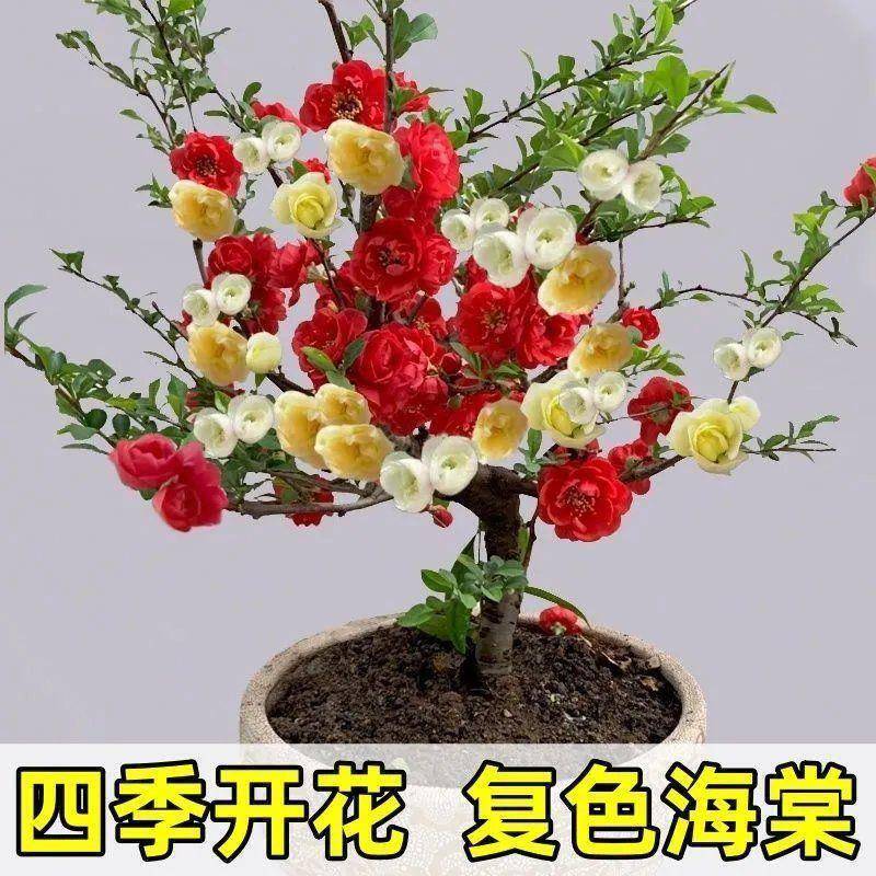 Four-Season Begonia Tree Seedlings, Begonia Old Stump Potted Plants, Double-Flowered, Fragrant, Cold-Resistant Indoor and Outdoor Flowers