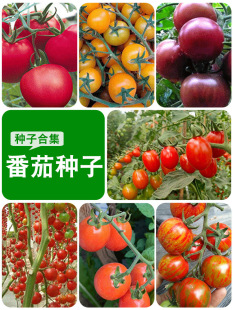 С���ѷN�Ӽt�}Ů���ҷ��ѷN����ʺ��������t���N�ӷ��Ѵ��Ĳ��N