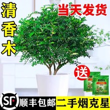 清香胡椒木盆栽花卉九里香绿植室内外驱蚊草植物树苗老桩盆景