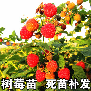 ��ݮ���p����ݮ�� �����Ә����S�t��ݮ���Ϸ������Nֲ���Ե��Թ�