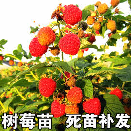 树莓苗双季树莓覆 覆盆子树苗黄红树莓苗南方北方种植盆栽地栽果