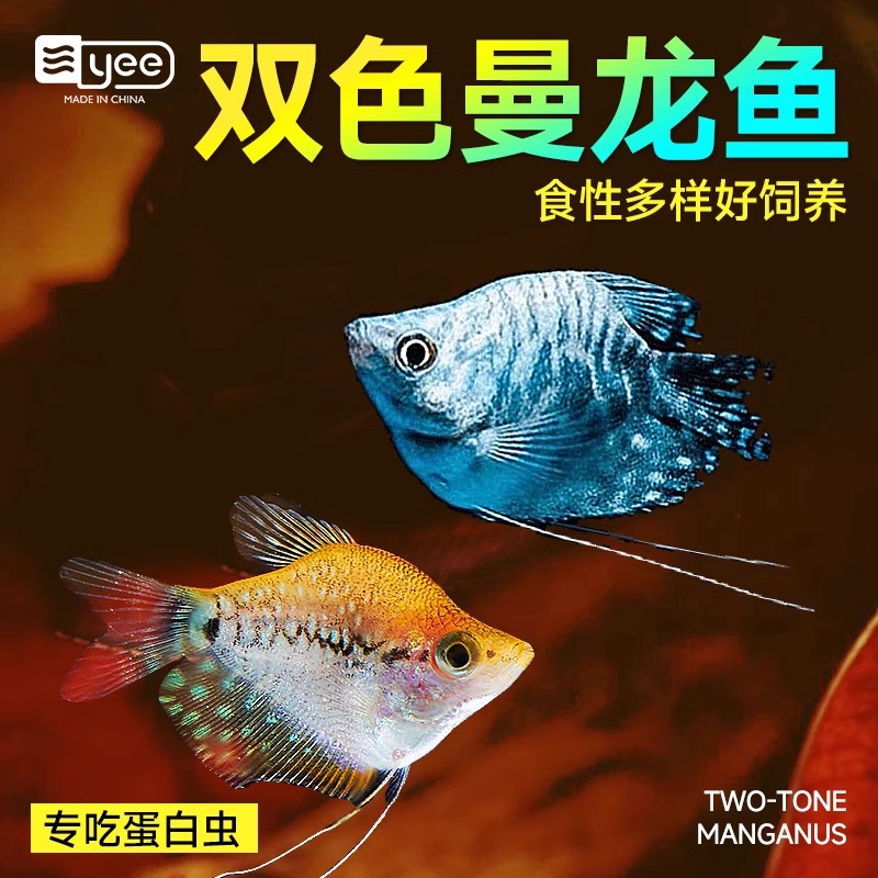 曼龙鱼热带观赏鱼活鱼淡水小型好养耐活不打氧宠物观赏鱼