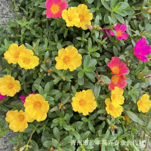 Double-Flowered Purslane Seedlings, Wholesale Large-Flowered Purslane Seedlings from Qingzhou Base, Ground Cover Grass Flower Sunflower Cup Seedlings