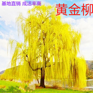 Willow Seedlings, Cold-Resistant and Heat-Resistant Golden Willow Seedlings, Courtyard Roads, Direct Green Street Tree Plants