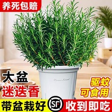 �Ե������Կ�ʳ�õ����b������þGֲ���r���������ţ���ú���