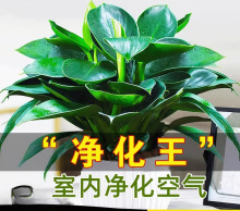 �K������ԾG�}����ֲ���҃Ȼ�ˮ���k���ҾGֲ������B�lؔ������