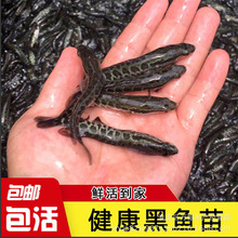黑鱼苗淡水养殖食用好养乌鳢生财鱼苗冷水观赏批发乌鱼苗淡水鱼