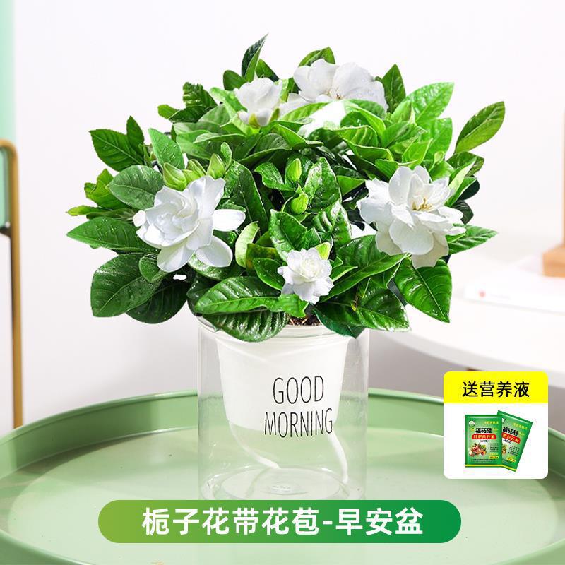 부티크 90#싹이 있는 치자나무 (굿모닝 화분) + 영양액 [점장 추천]