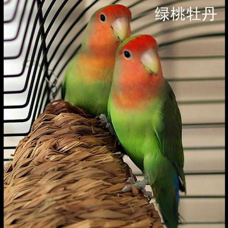 녹색 복숭아 앵무새(말하는 법을 배울 수 있음) 핫 스타일