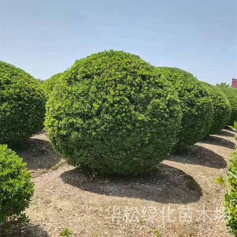 大叶黄杨球基地批发园林道路工程绿化灌木四季常青绿篱植物黄杨球
