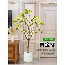 ~SԿ͏d҃ȸɽƤش;Gֲ︻FŻ~