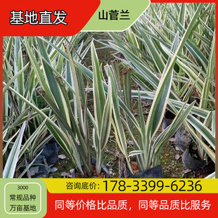 Yamagata Orchid Seedlings Potted Base Planting Four-Season Flowering Courtyard Planting Green Plant Project Greening Seedlings Easy to Breed