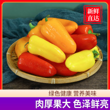 代发迷你水果彩椒当季新鲜五彩甜椒生吃红灯笼辣椒沙拉蔬菜水果椒