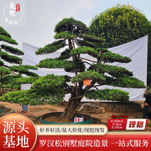 迎客松景观树花卉室外种植耐寒乔木四季常青造型创意装饰造型设计