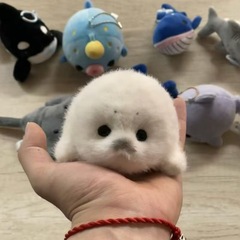 可爱毛绒托卡熊小海豹宝宝公仔挂件海洋守护仿真海洋玩具海豹挂件