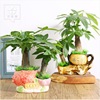 Small pot indoor for office, green plant lamp for living room, for luck