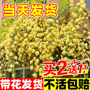 �Sľ�㻨������ֲ�ﻨ���ذ��ľ������Nޱ�̨ͥԺ�ļ��_������