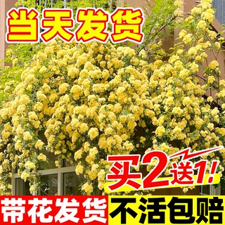 黄木香花苗爬藤植物花卉重瓣白木香树苗蔷薇阳台庭院四季开花盆栽