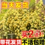 重瓣植物开花四季蔷薇