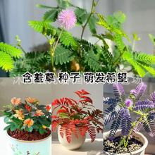 ���߲ݷN�ݺ��߲ݷN��С���Ի��N�����ļ����N�҃��׻�ܾGֲ��