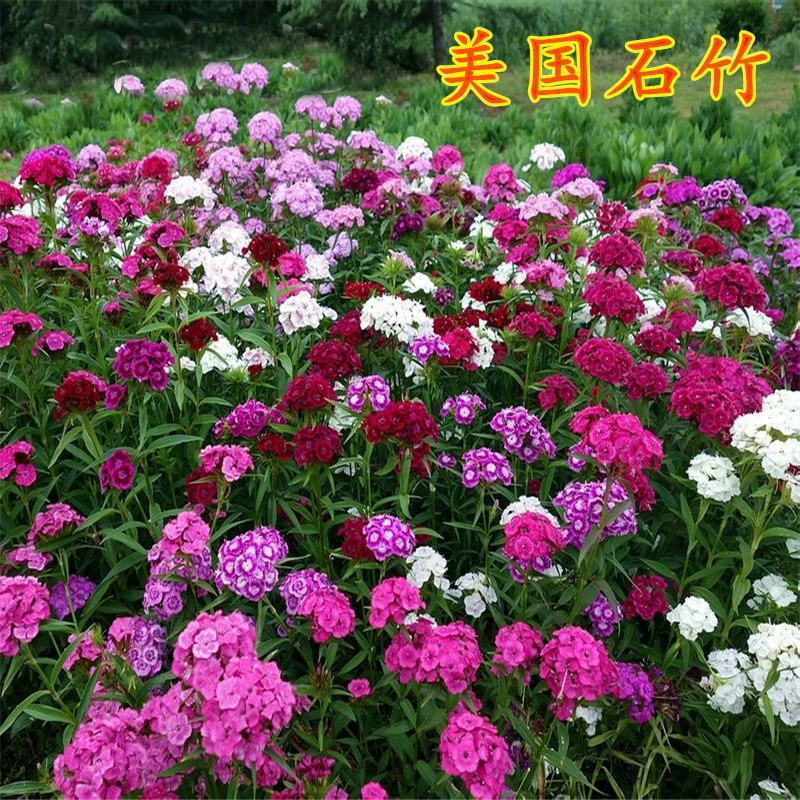 [Красочный Камень Бамбук Цветок Морской Пейзаж Создание] Семя Оптом Четыре Сезона Легко Жить Семена Цветов Лето Гвоздики США