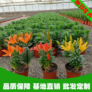 ���ްٺϻ����Ի������l ���ٻ� �����ͺ����G�����́����҃ȾGֲ