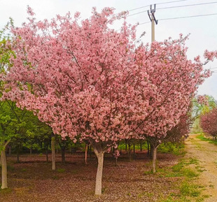 Dropshipping North American Crabapple Saplings for Courtyard Cold-Resistant Plants, Silk Crabapple for Ground Planting and Landscaping