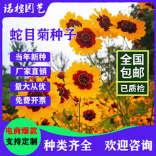 蛇目菊种子100粒金鸡孔雀菊昆仑菊花海绿化阳台庭院盆栽耐寒花籽
