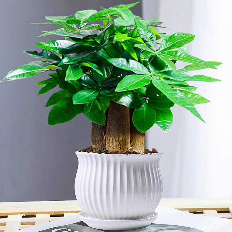 árboles ricos pequeñas plantas de maceta flores verdes plantas de oficina absorción de formaldehído árboles hidropónicos de bambú de lapis verde buena alimentación maceta