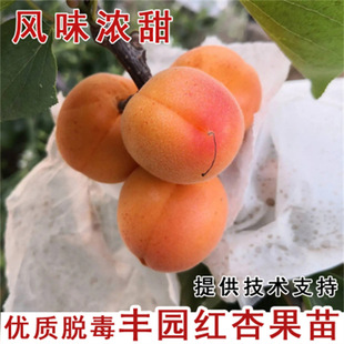 ���m�����Ә������Ә�����ͥԺ�Ϸ������ش�����Ʒ�N�Ә�޽���