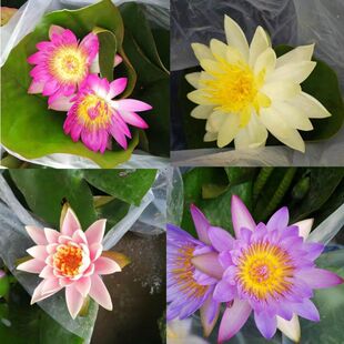 ˯ɏˮֲɏļˮ҃ˮBɻһ~ɏ