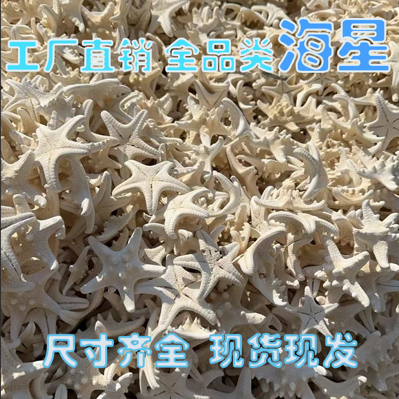 Natural Starfish, All Types of Starfish Shells, Conch DIY Crafts, Decorative Window Displays, Micro-Landscape Ornaments Natural Starfish, All Types of Starfish Shells, Conch DIY Crafts, Decorative Window Displays, Micro-Landscape Ornaments