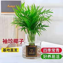 水培植物袖珍椰子盆栽客厅室内富贵椰子懒人植物花卉好养净化空气