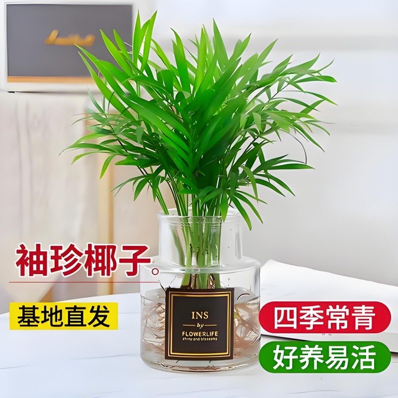 水培植物袖珍椰子盆栽客厅室内富贵椰子懒人植物花卉好养净化空气