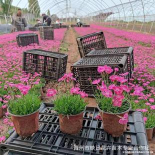 �Wʯ�����Ի������l �ļ��_���_���C�� �����ƺ�G������Wʯ����