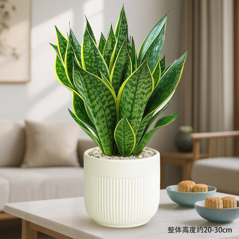 Select a+ grade gold-rimmed tiger orchid + round-mouth vertical striped basin + pottery + fertilizer