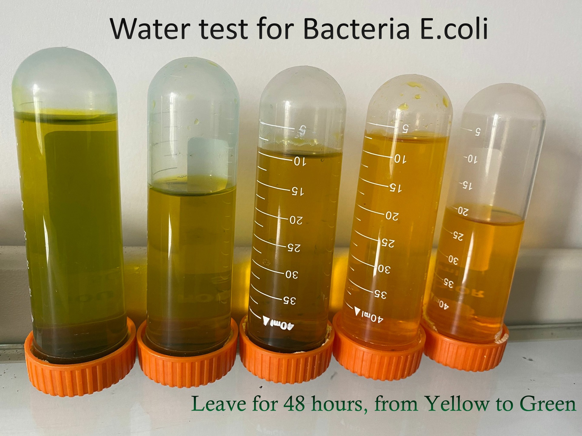 Water test for E. coli 1