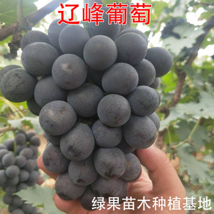 �|�������� ������Nֲ���ؼ޽����ј���N������ј������Ե���