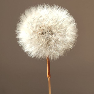 Factory wholesale dandelion dried flower specimens eternal flower drops collagen handmade DIY raw material ornaments decorative flower arrangement
